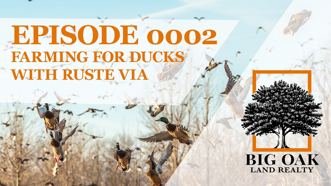 0002: Farming for ducks with Ruste Via of Island34