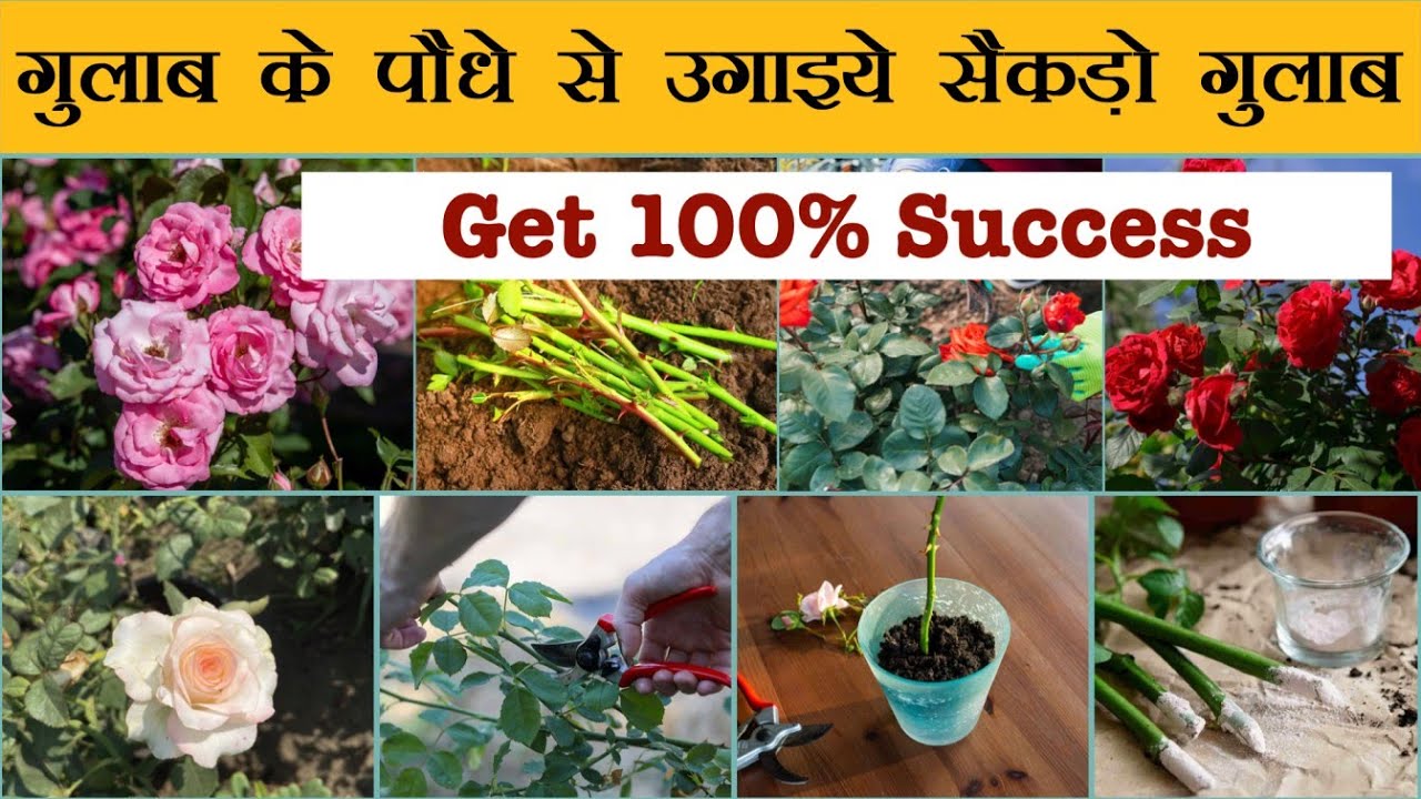 एक कटिंग से कई गुलाब 🌹100% Working Rose Cutting Method 🌹| One Cutting, Many Roses। Grow Roses Fast 🌱
