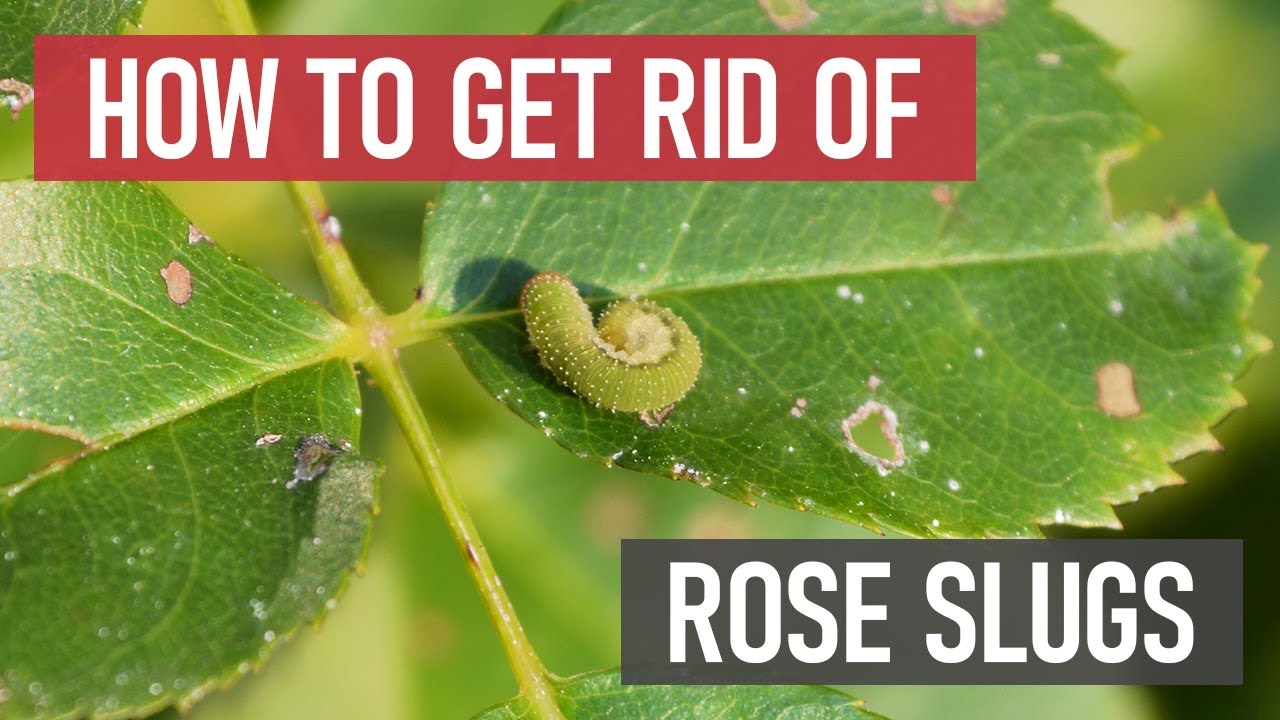 How to Get Rid of Rose Slugs [DIY Pest Control]