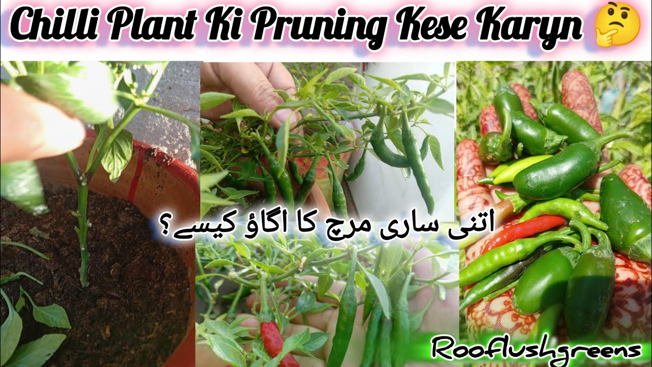 Chilli Paper Plant Pruning | Chilli Plant Care #rooftop #pruning #viralvideo  #organic #homegarden