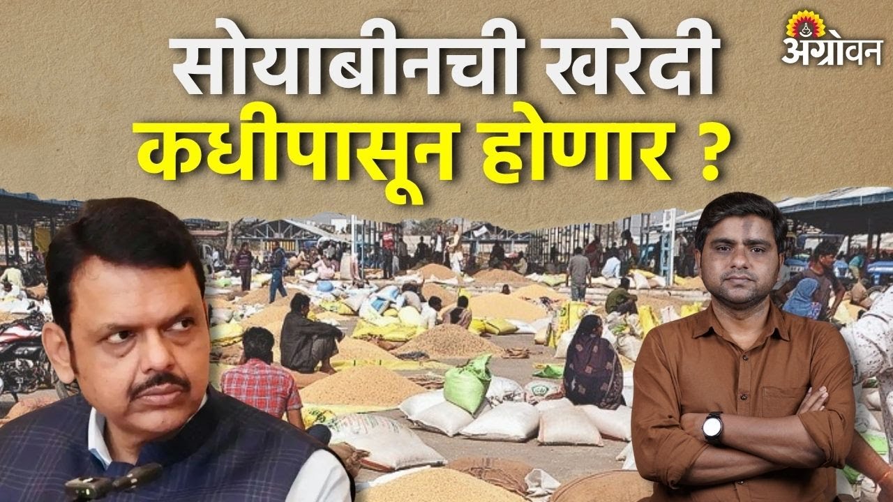 Soybean Rate: हमीभावाने सोयाबीन खरेदीचे उद्दीष्ट किती मिळणार ? | Agrowon