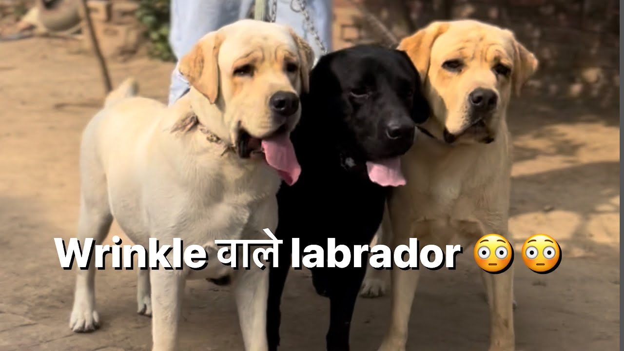 English labrador kennel