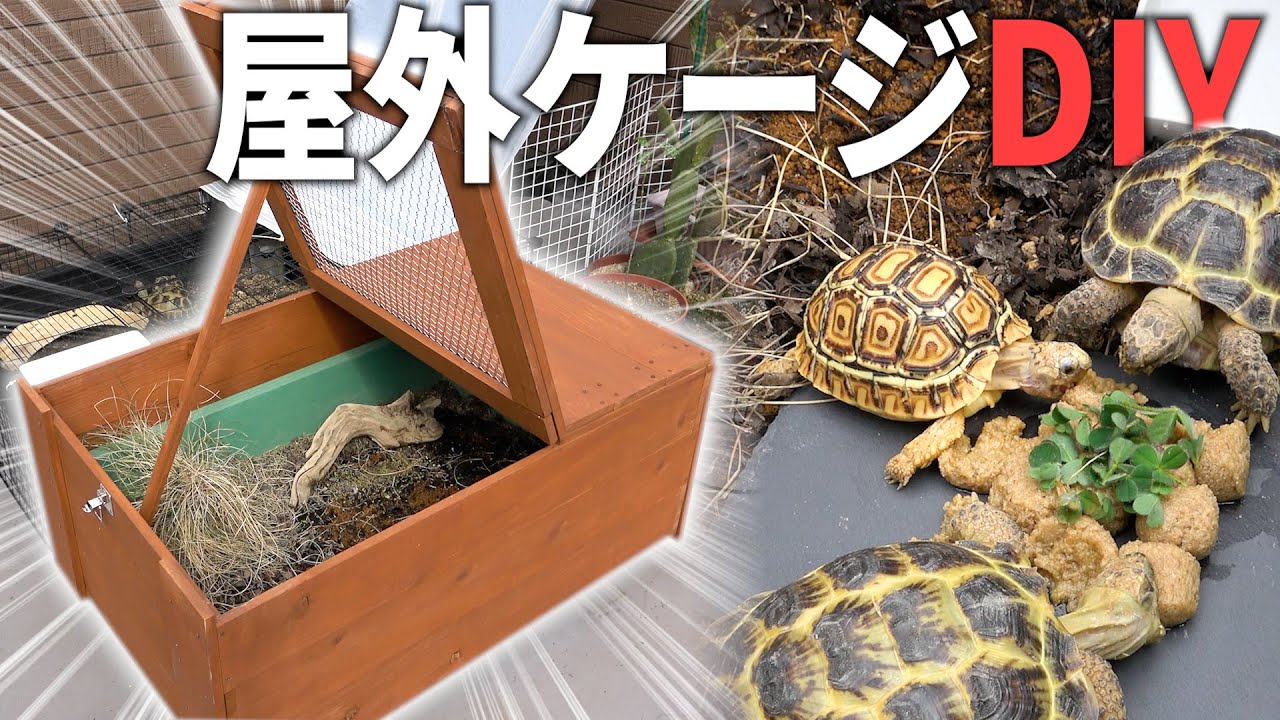 DIYでリクガメのために屋外飼育用ケージを作ってみた【屋上改造計画#2】