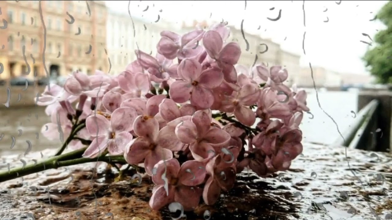 Чужие города Сергей Петрищев #Вертинский