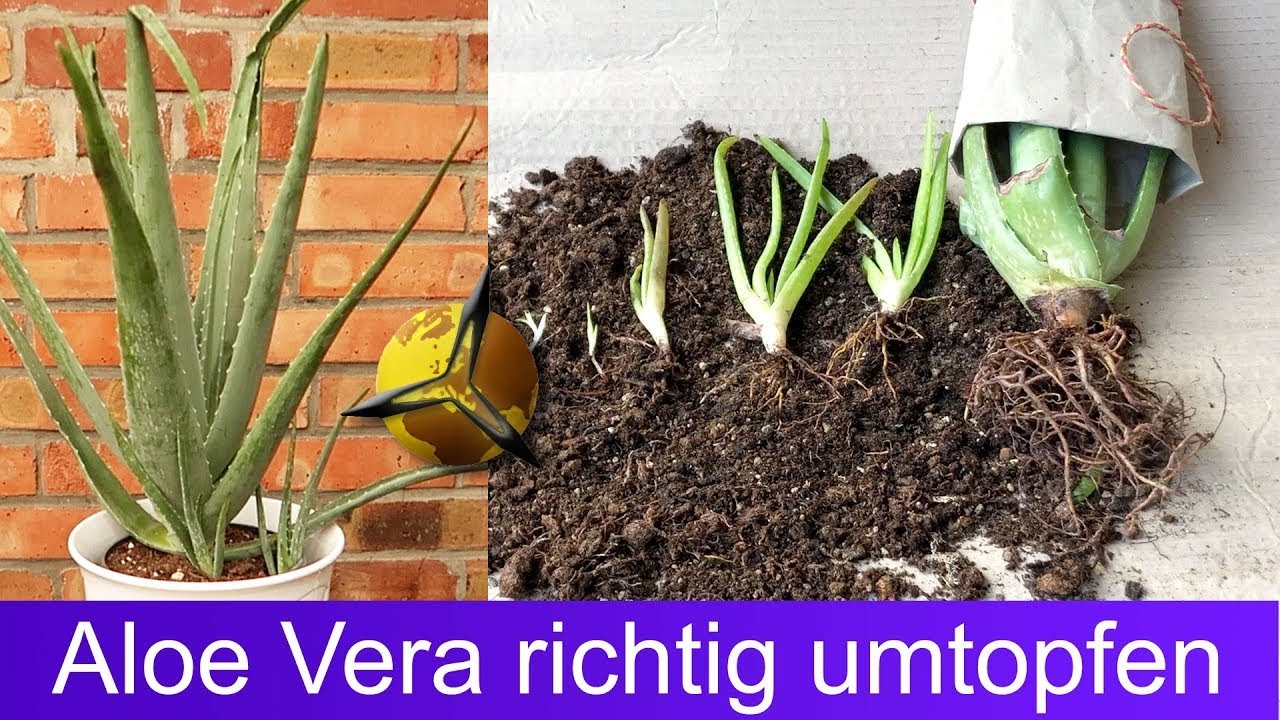Aloe Vera richtig umtopfen &ndash; Anleitung