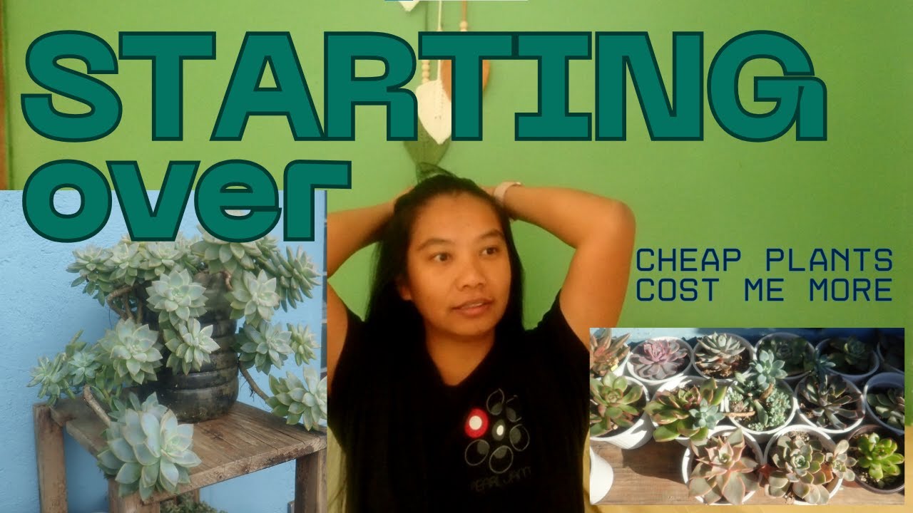 Balcony Plant Reset | Repotting Succulents & Aglaonema | Part 1
