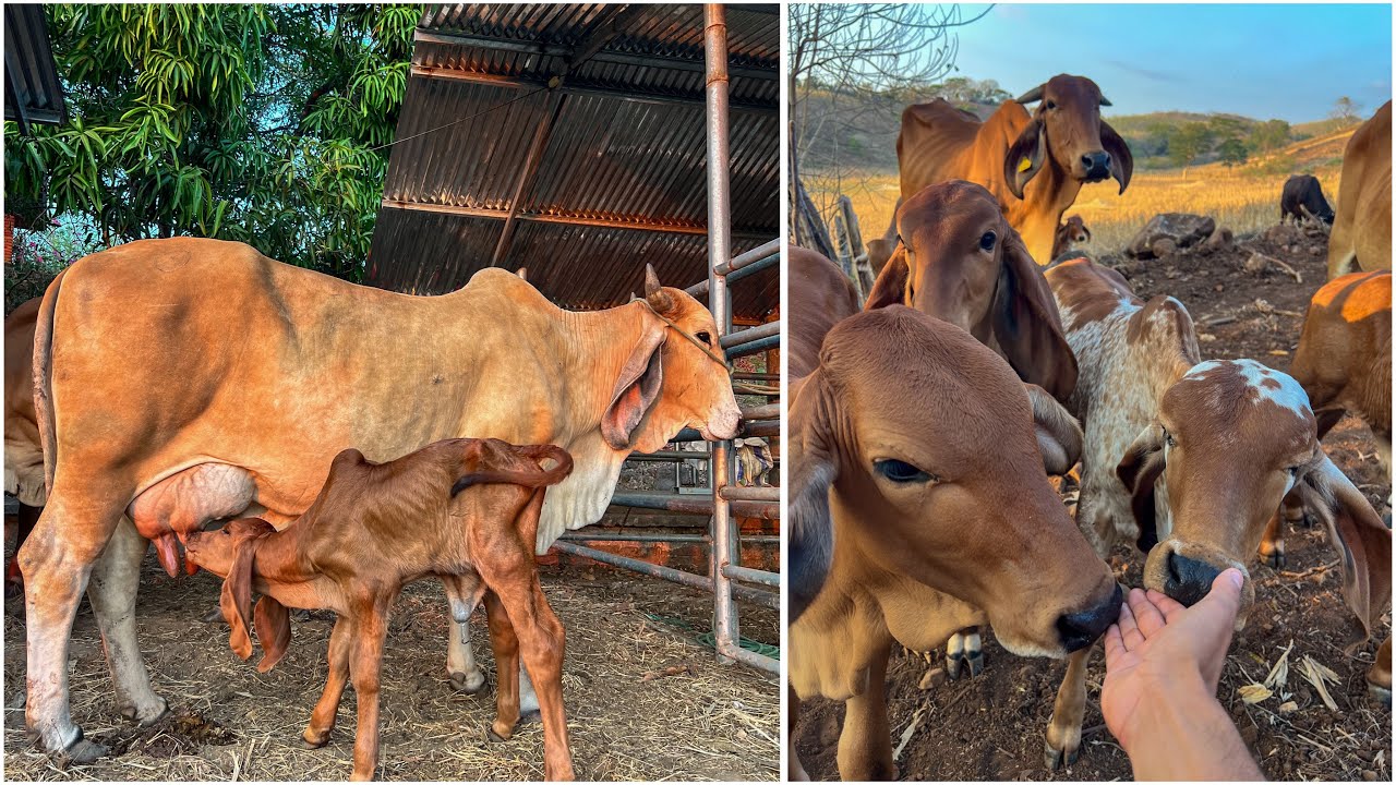 🐄😱Llegó nuevo lote de novillas cargadas a la hacienda él Camalote están disponibles 😱🐄
