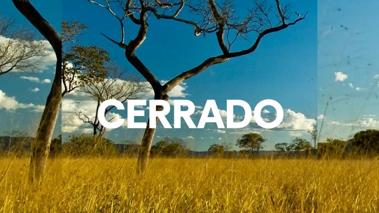 Biomas do Brasil | Ep. 2 | Cerrado: A “caixa d’água” do Brasil