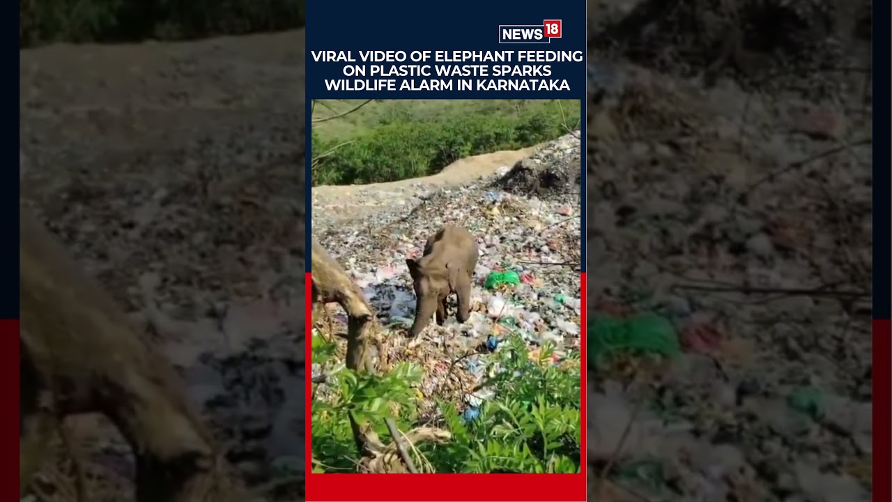Viral Video Of Elephant Eating Plastic Sparks Outrage In Karnataka | India News | Animals | N18S