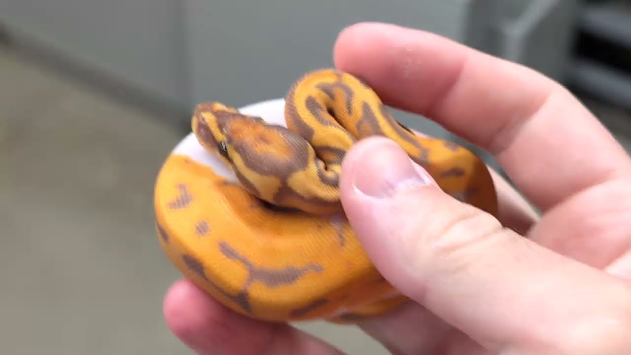 Should You Be Breeding Ball Pythons Right Now? TSRR 176