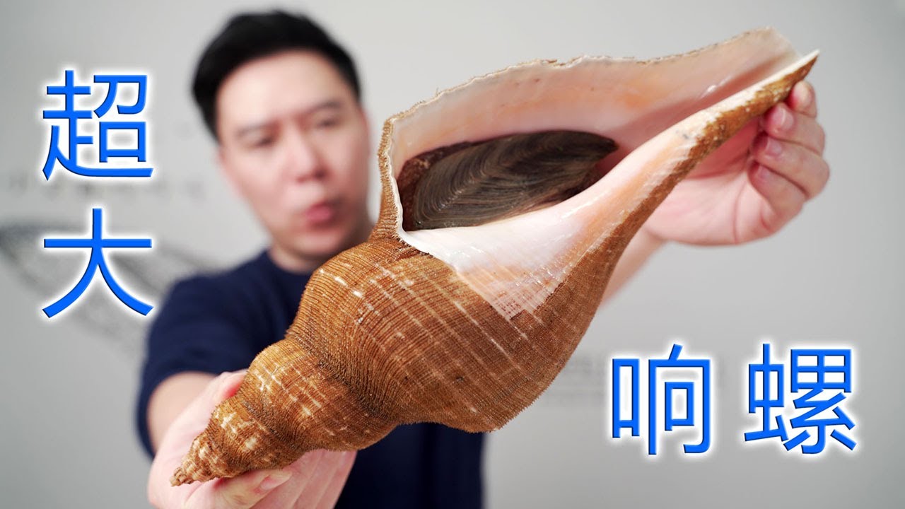 814买一颗超大的响螺，把它玩出“冰火双重天”，这钱花的值啊【小文哥吃吃吃】