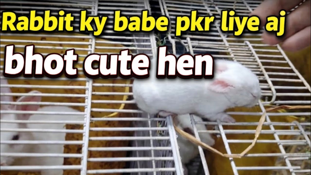 Rabbit Ky Babe Pkr liye Aj Bhot Cute Hen 🤩
