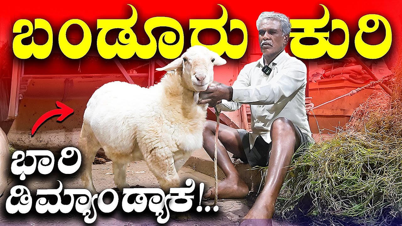 ಬಂಡೂರು ಕುರಿ ಸಾಕಾಣಿಕೆ ಹೇಗೆ ಮಾಡಬೇಕು? | Profitable Sheep Farming in Karnataka 🐑 | Kannada Farming