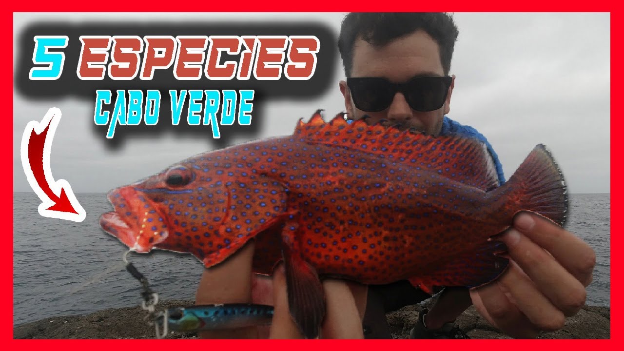 SPINNING con JIGs 🐡 PEZ GLOBO, PEZ TROMPETA, GAROUPA… con la CAÑA ROTA 😱