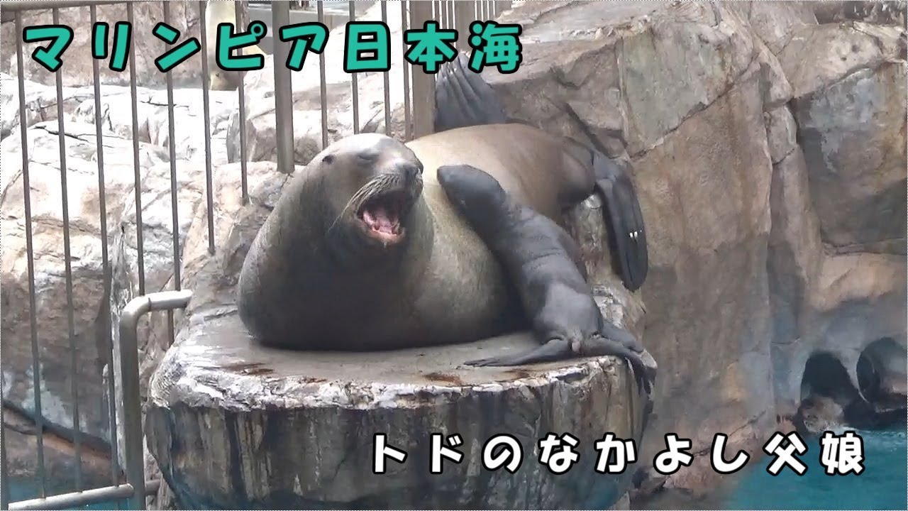 【マリンピア日本海】お父さんと仲良しのトドの赤ちゃん