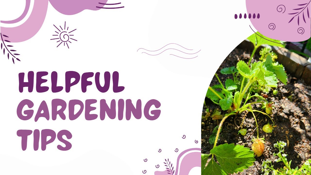 2023 Spring Garden Planting |  Episode 6  - Everbearing Strawberries