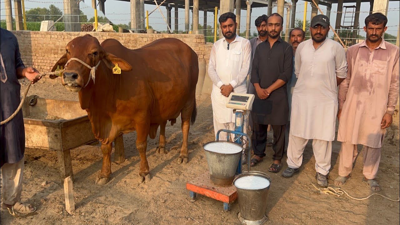 Pure Red Gold Sahiwal Cow Full Milking at Sheikh Ismail Dairy and Cattle Farm