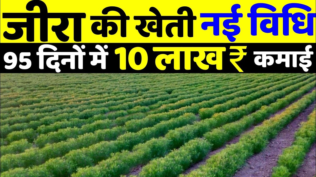 Jira ki kheti | Cumin farming | जीरा की खेती | jire ki kheti kaise karen | 2022