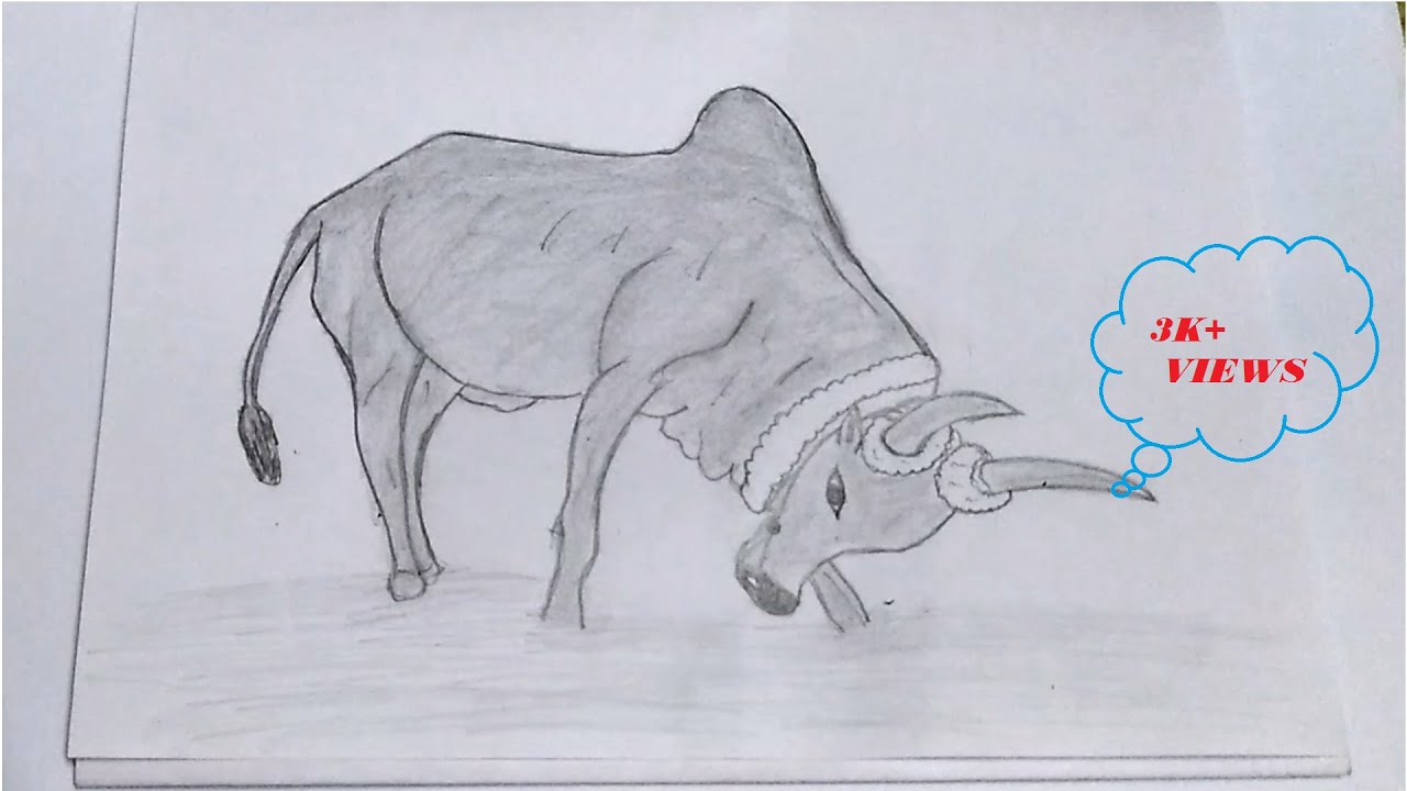 How to Draw Bull(Jallikattu)/Pongal Festival ||Pencil Sketch