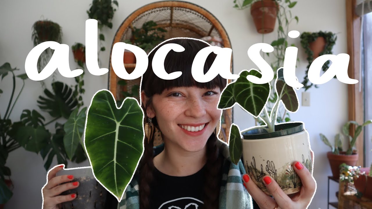 My Alocasia Collection! Alocasia black velvet, & more