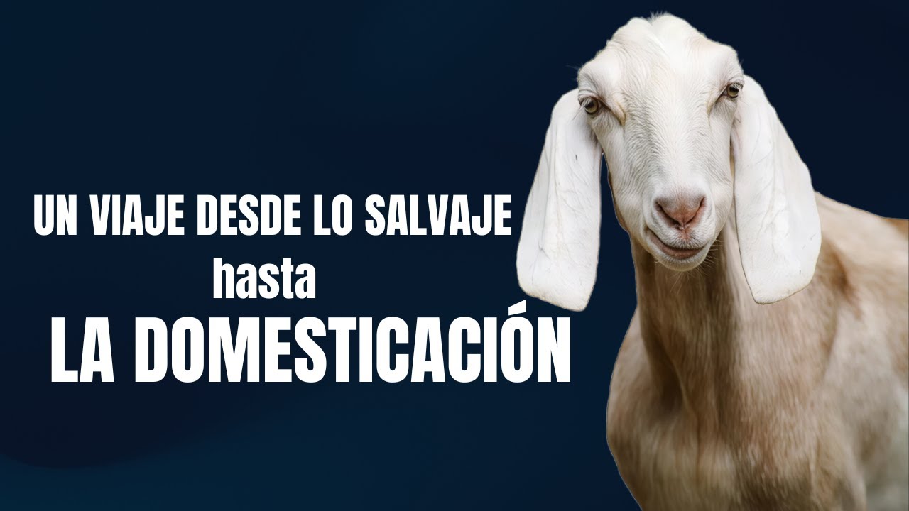 Cabras 🐐 Datos Curiosos y Sorprendentes que No Sab&iacute;as. #Cabras #Animales #Campo #Granja #cabras