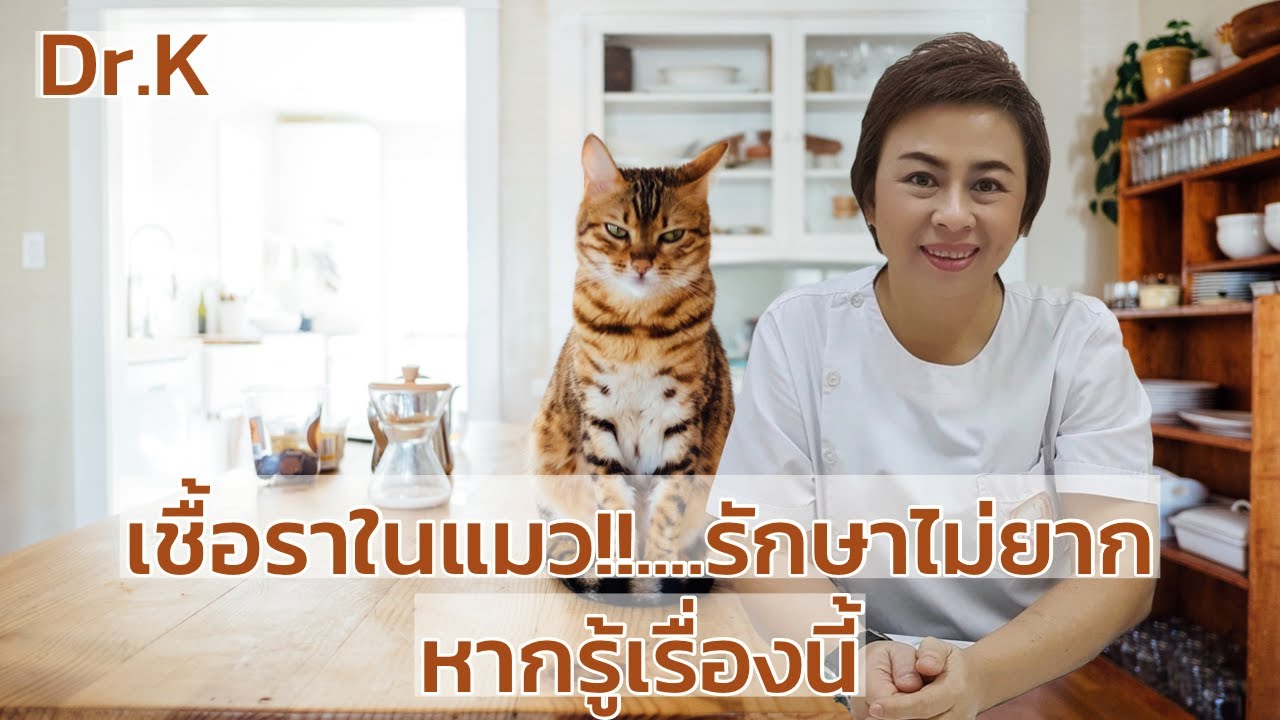 เชื้อราในแมว!!.... รักษาไม่ยากหากรู้เรื่องนี้