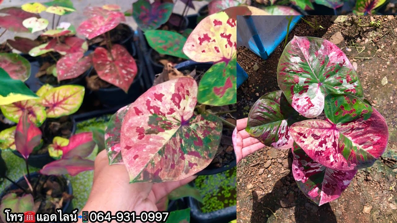9/2/2026🌺บารมีบอนสี 🚛3ต้นส่งฟรี มีปลายทาง ☎️โทร0649310997