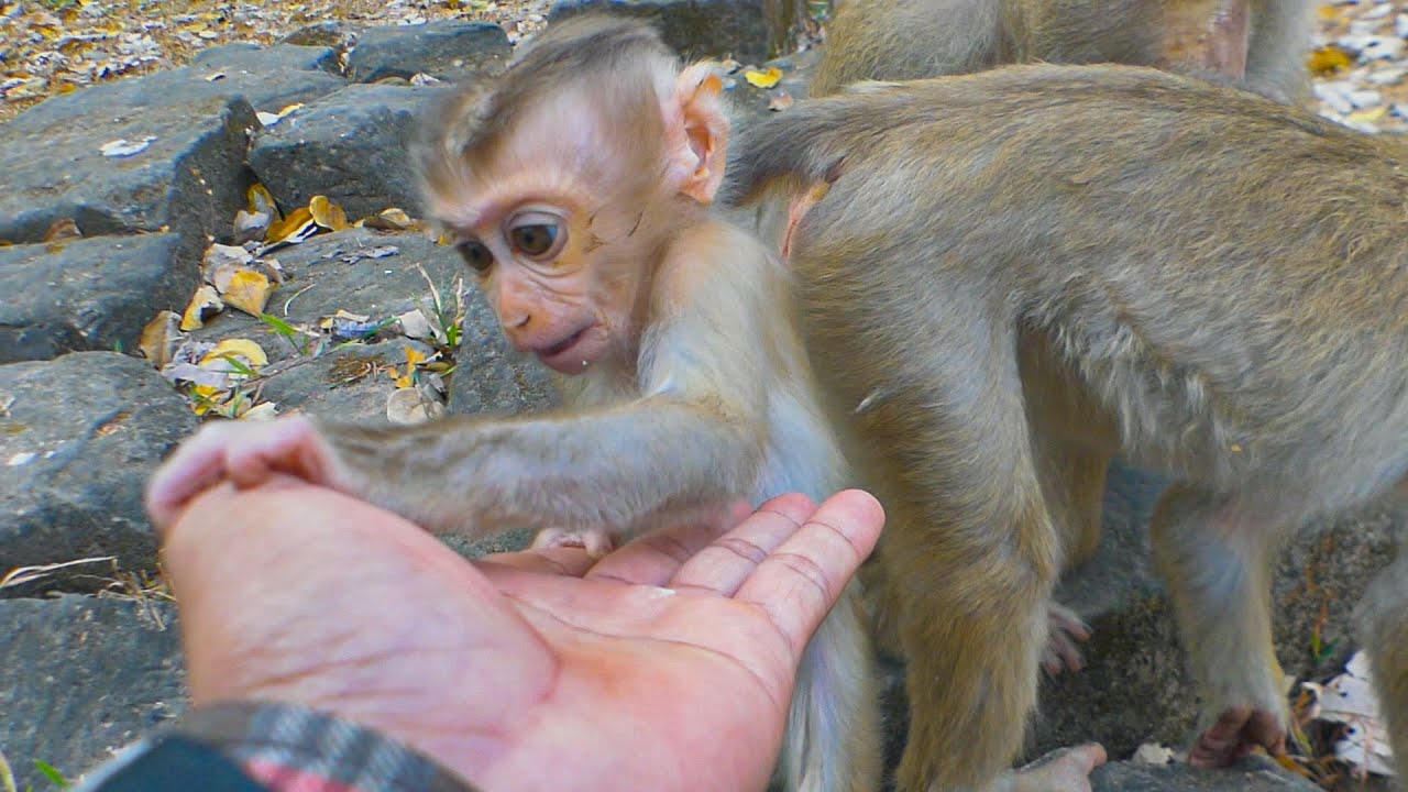 Hilarious with adorable baby Rina while mama Rose is grooming Robin