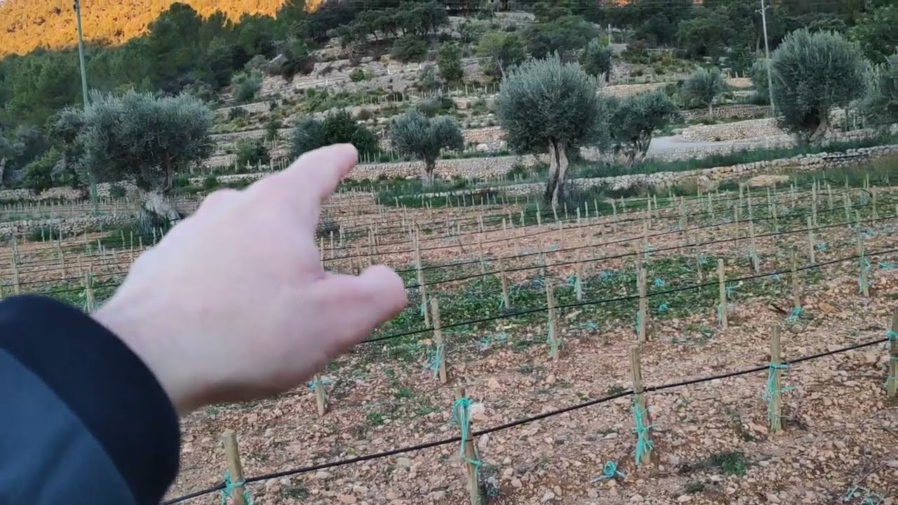 Diseñando viñedos. Vasos altos
