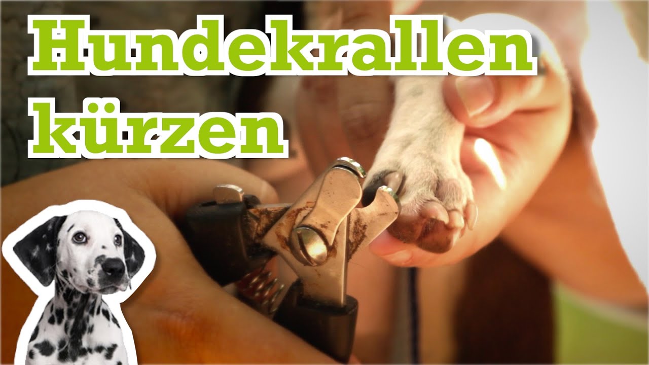 Hundekrallen kürzen - was tun wenn der Hund zu lange Krallen hat?