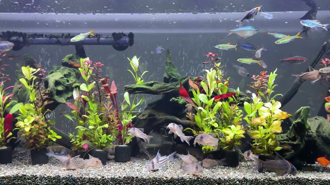 Relaxing Aquarium 1667 / 熱帯魚50種混泳水槽 アクアリウム 4K