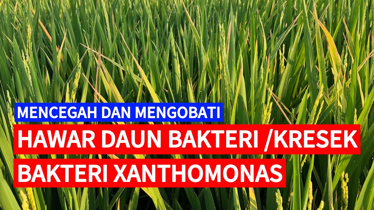 MENGOBATI PENYAKIT KRESEK ATAU HAWAR DAUN BAKTERI (BAKTERI XANTHOMONAS)
