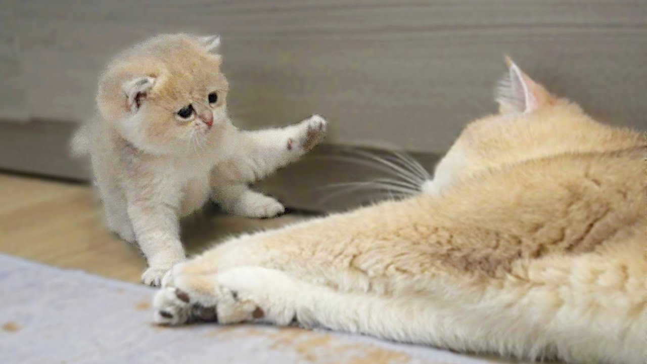 Baby kitten Mio is challenging her mom to fight and the result is...