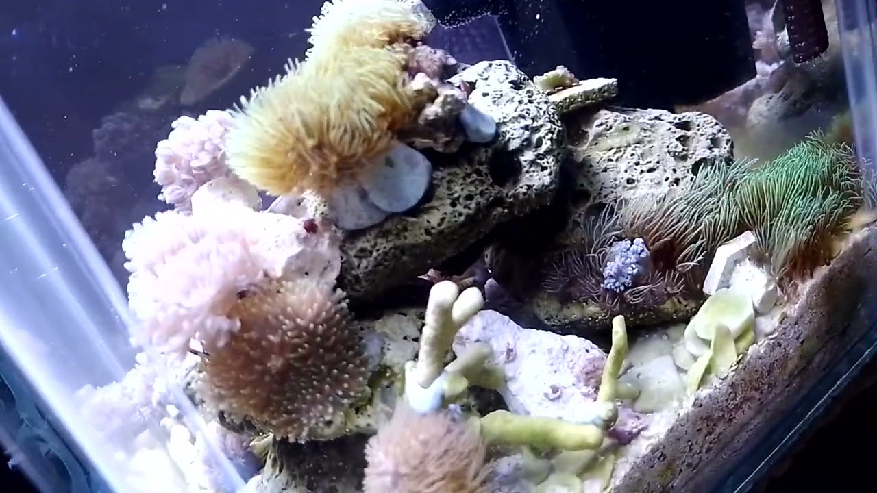 Acuario Marino con Corales por menos de $2,000 pesos!!!
