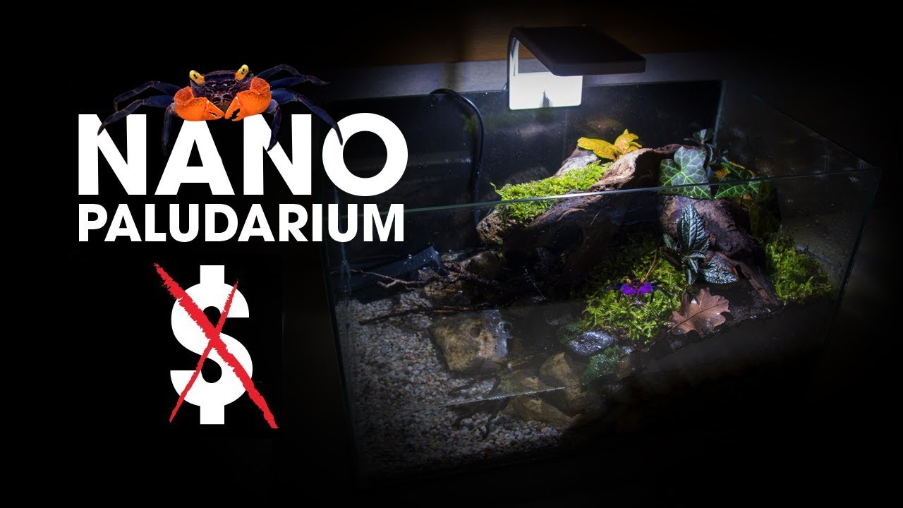 🦀 MAKING A NANO PALUDARIUM FOR VAMPIRE CRABS | SUPER CHEAP PALUDARIUM BUILD
