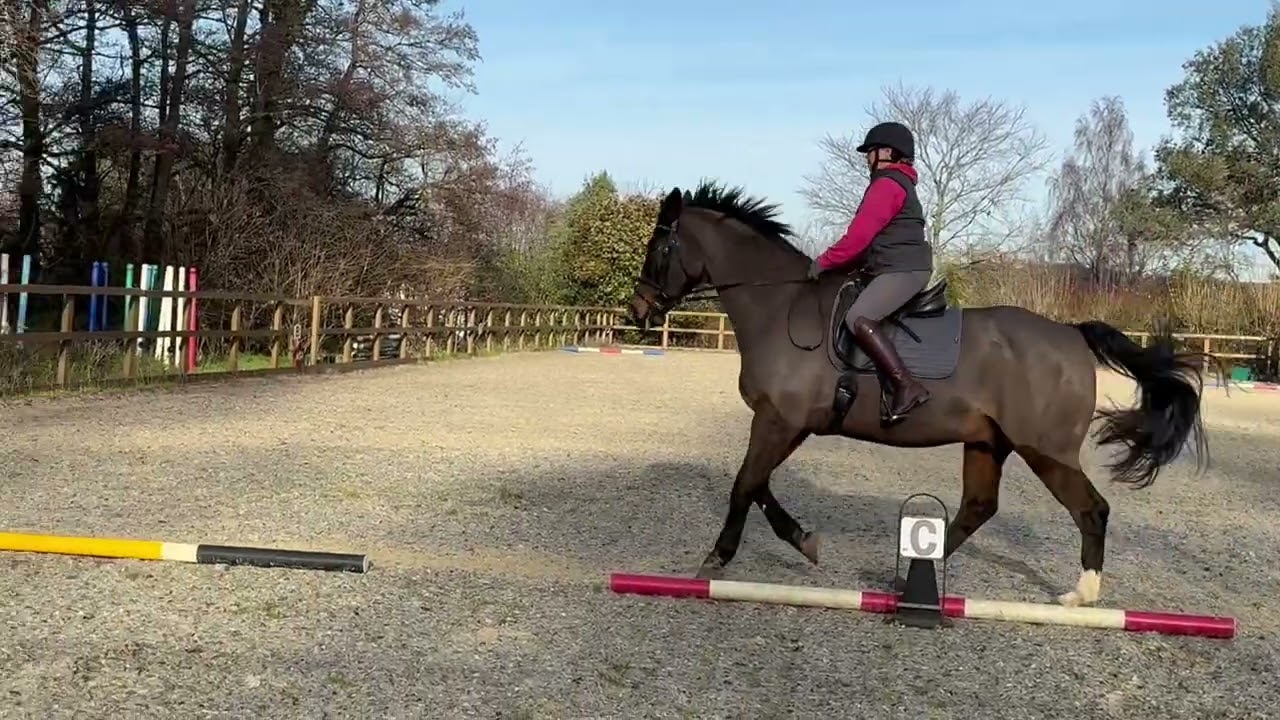 Donna Boyd and Vagebond VD Withoeve Z. E-riders AM 6a. Winter champs 2025