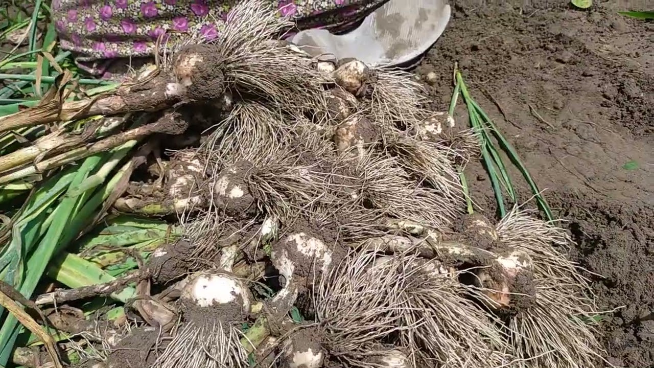 bayramdada çalışmaya devamkeee✅✅