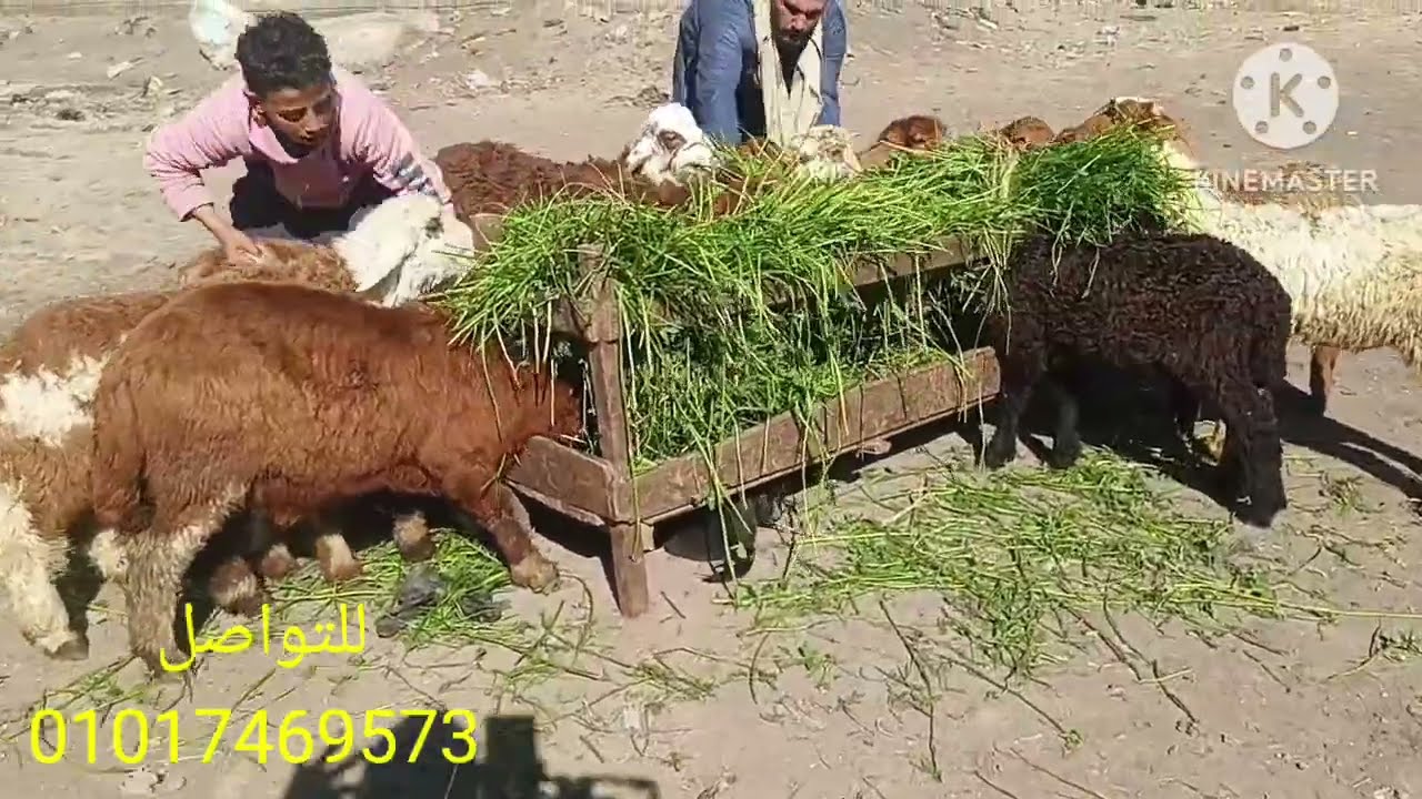 اغنام رحماني وبسعر خيالي من داخل مزرعه المعلم ابراهيم حجازي