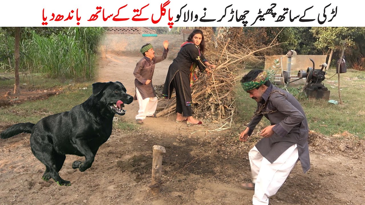 Pagal Kuta || Number Daar || || Helmet Chamkila Gulabo | Top Punjabi comedy | Funny Clip | Chal Tv