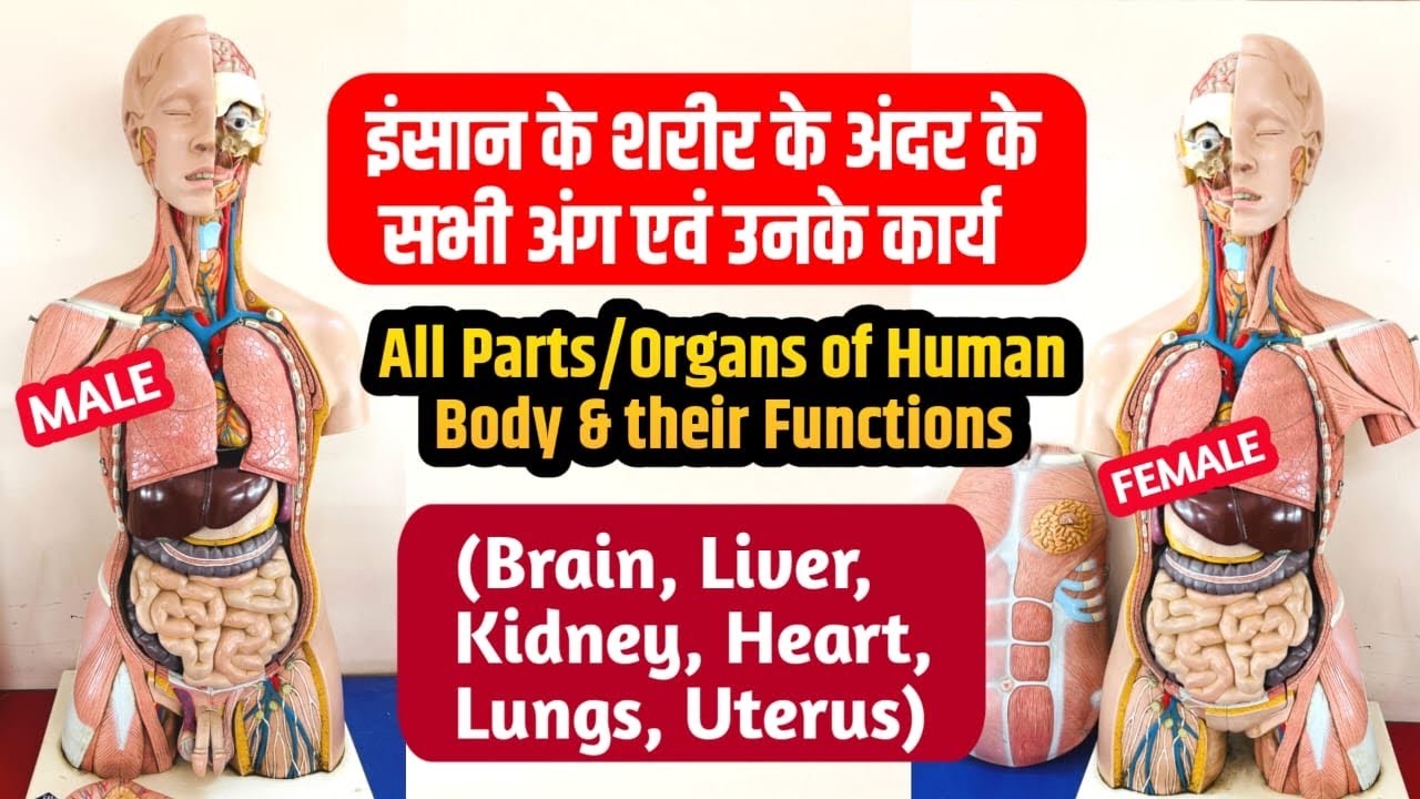 इंसान के शरीर के अंदर के सभी अंग एवं उनके कार्य- Brain, Liver, Kidney, Heart, Intestines, Uterus etc