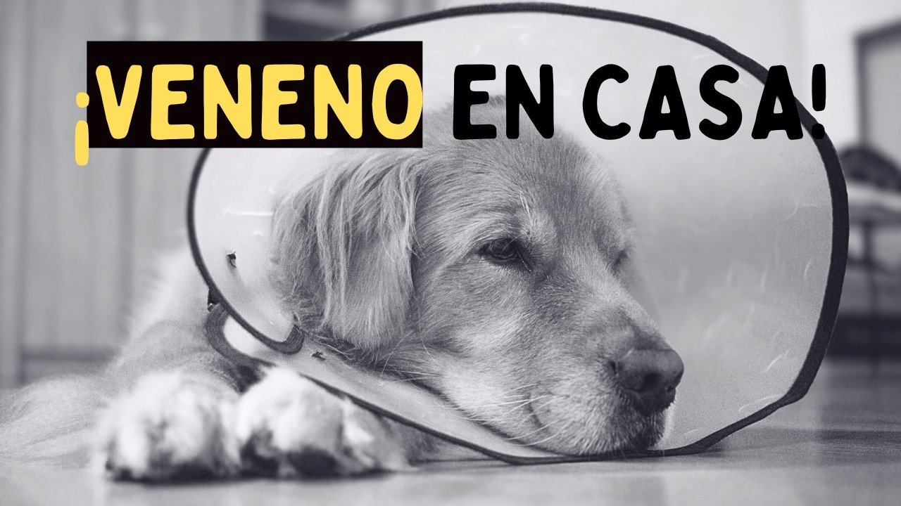 NUNCA Le des Esto a tu Perro: 10 Alimentos Mortales
