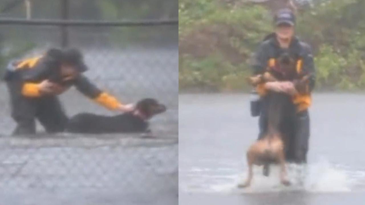 Reporter Covering Hurricane Florence Rescues Dogs in North Carolina