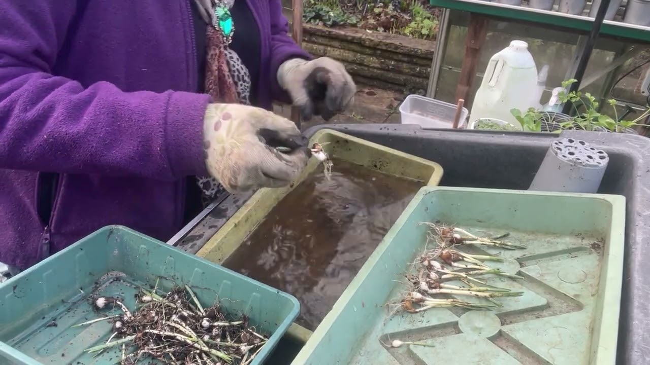 Snowdrop division before flowering and soil health - no head ! 😂👏
