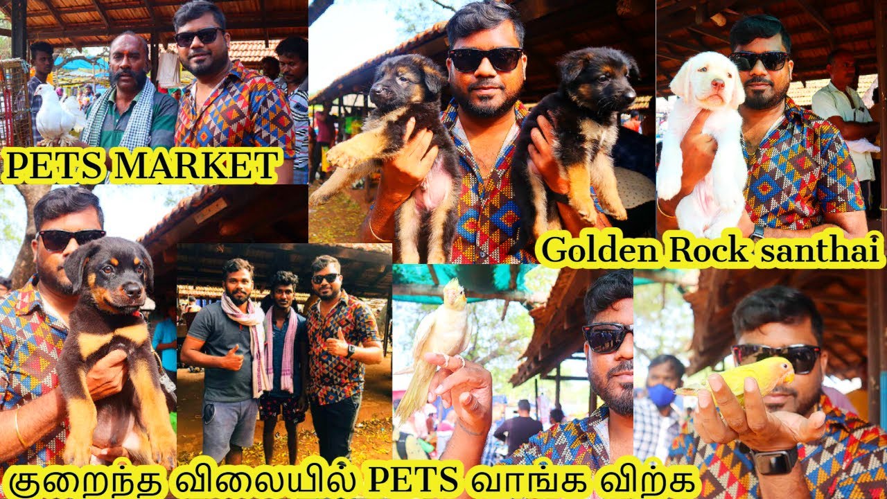 Best pet market in tamil |  Trichy ponmalai market pet market | நாய் குட்டி சந்தை