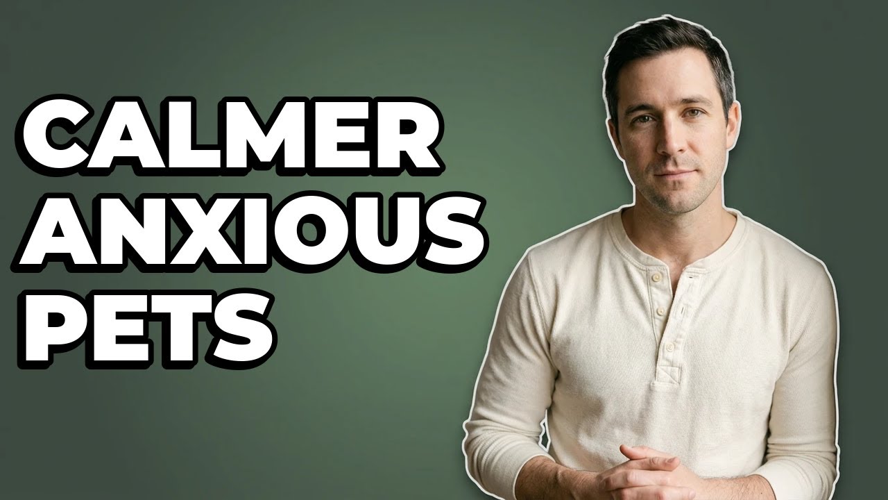 How To Establish A Daily Routine For Anxious Pets?