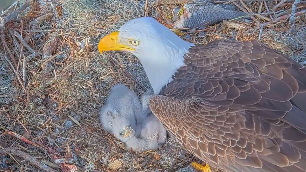 #baldeagle S03#P35 Review birds in nest with nature #birdslovers #birdsounds #birdsnest