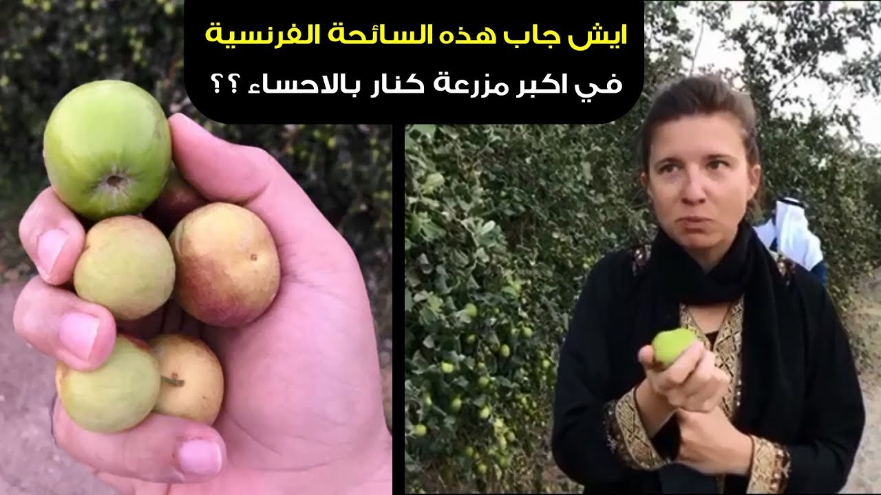 ايش جاب الفرنسية بأكبر مزرعة كنار بالاحساء | سناب الاحساء