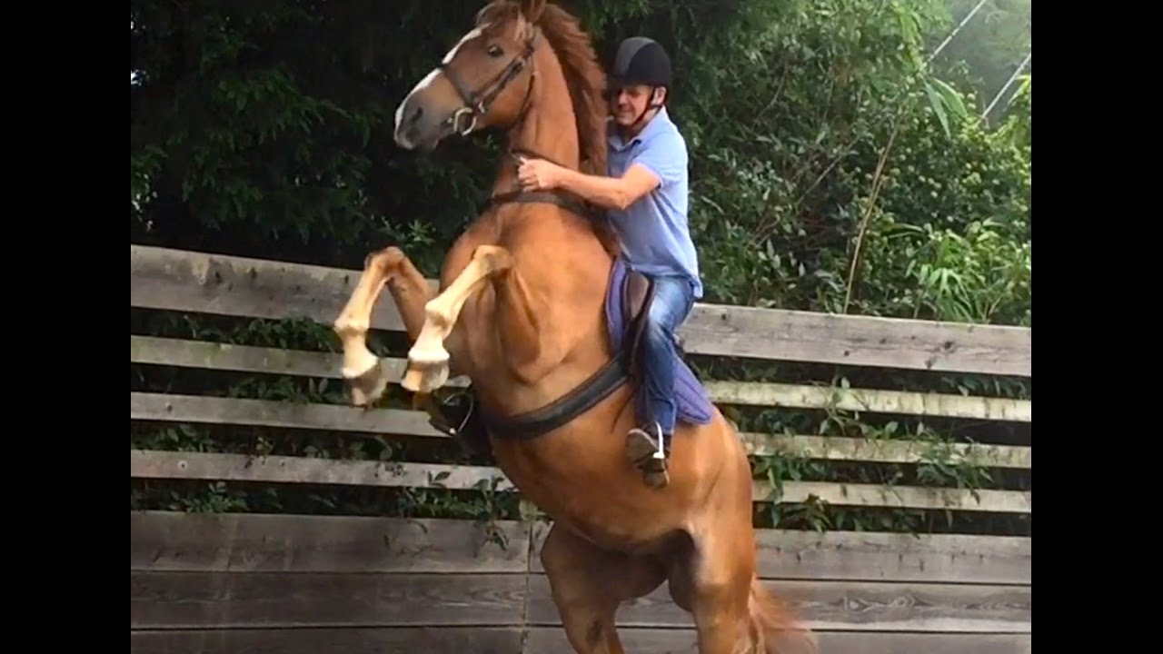 Schooling a Rearing Horse