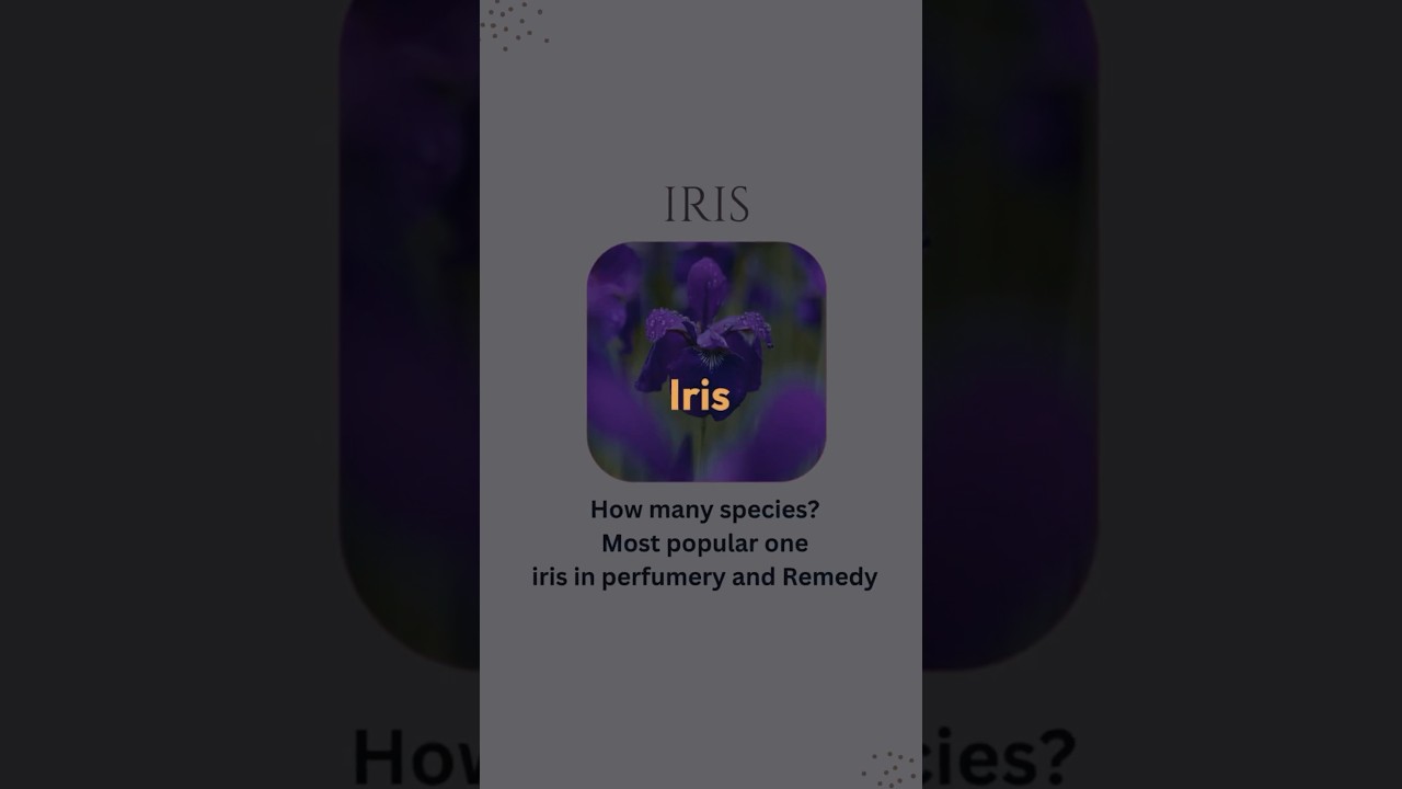 Iris: The Elegant Note in High-End Perfumes 🌸✨ #Iris #Fragrance #Perfume #Luxury