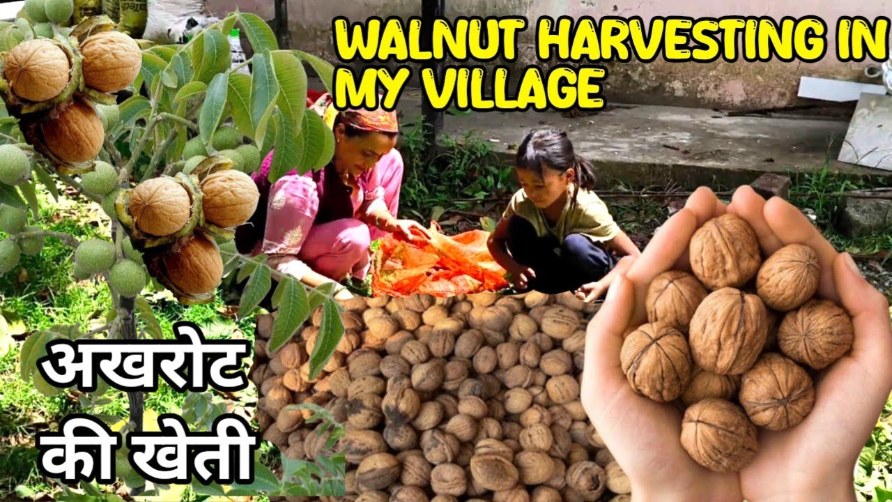 अखरोट का सीजन।। Walnut harvesting in my village।। लाखों अखरोट हुए हमारे।।